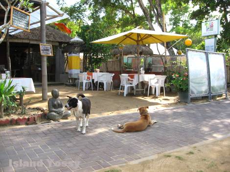 サヌールビーチの犬たち