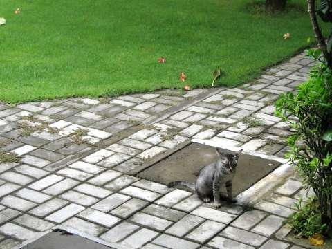 アパートに住みつく猫