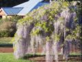 Balingup Jalbrook Cottages ホテル詳細