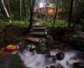 Daintree Cascades Cottages ホテル詳細