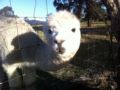 Starline Alpacas Farmstay Resort ホテル詳細