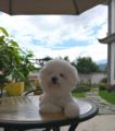 Garden homestay at the foot of Mount Cang ホテル詳細