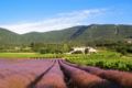 Cottage in a castle between vineyards and lavender ホテル詳細