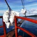 Private Charter Dive Boat komodo raja ampat ambon ホテル詳細