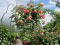 Locanda le Boscarecce ホテル詳細