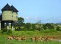 Sarova Salt Lick Lodge ホテル詳細